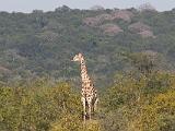 Africa 074 : Africa, Animal, Giraffe, Mammal, Stanley and Livingston Private Game Reserve, Zimbabwe